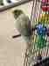 Budgerigar