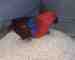 Eclectus