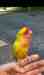 Lovebird