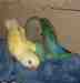 Lovebird