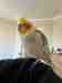 Cockatiel