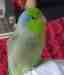 Parrotlet