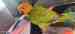 Conure