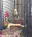 Cockatiel