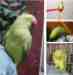 Indian Ringneck Parakeet