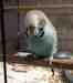 Budgerigar