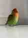 Lovebird