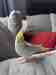 Cockatiel