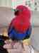 Eclectus