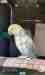 Indian Ringneck Parakeet