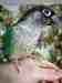 Conure