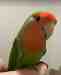 Lovebird