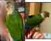 Conure