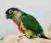 Conure