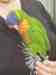 Lory / Lorikeet