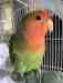 Lovebird