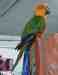 Conure