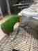 Eclectus
