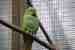 Indian Ringneck Parakeet