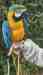 Macaw