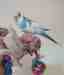 Budgerigar