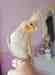 Cockatiel