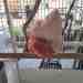 Galah Cockatoo