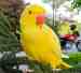 Indian Ringneck Parakeet