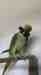Alexandrine
