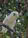 Corella Cockatoo