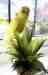 Budgerigar