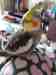 Cockatiel