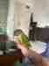 Conure