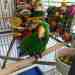 Eclectus