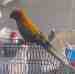 Conure