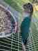 Conure