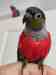 Conure