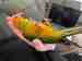 Conure