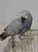 African Grey