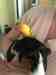 Lovebird