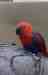 Eclectus