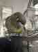 Conure