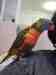 Lory / Lorikeet