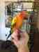 Conure