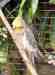Cockatiel