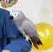 African Grey