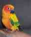 Conure