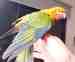 Conure