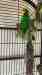 Eclectus