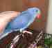 Indian Ringneck Parakeet